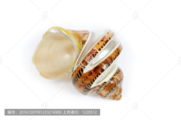 這是海洋的貝殼從海底