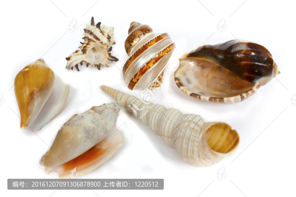 這是海洋的貝殼從海底