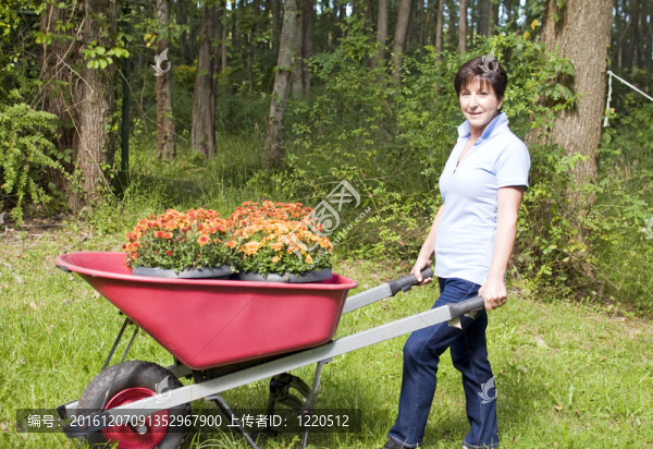 中年女性高級(jí)園藝手推車的菊花