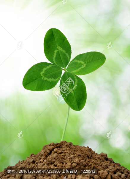 三葉草