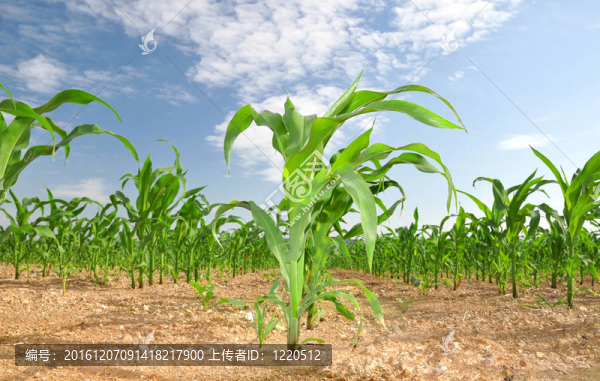 玉米田
