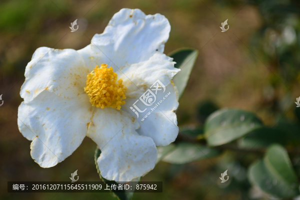 山茶花