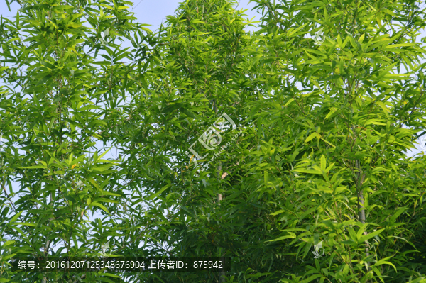 竹林