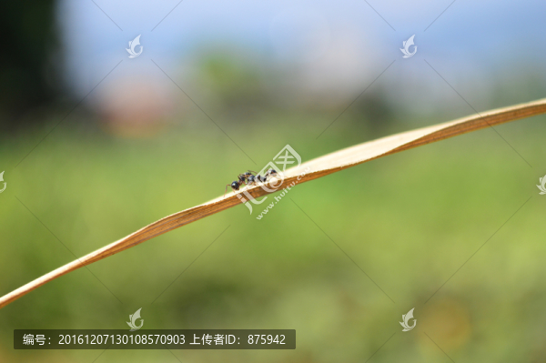 螞蟻