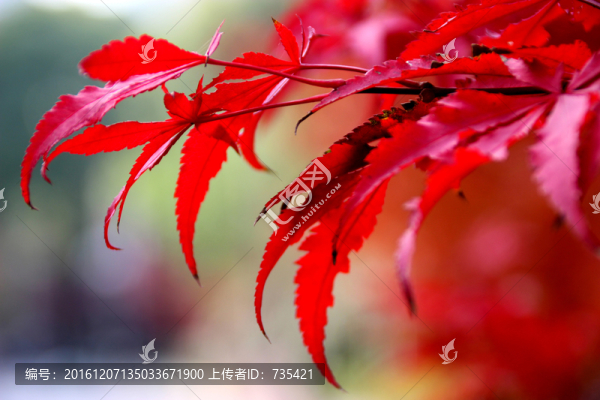 紅葉