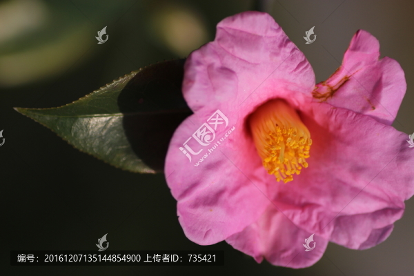 茶花