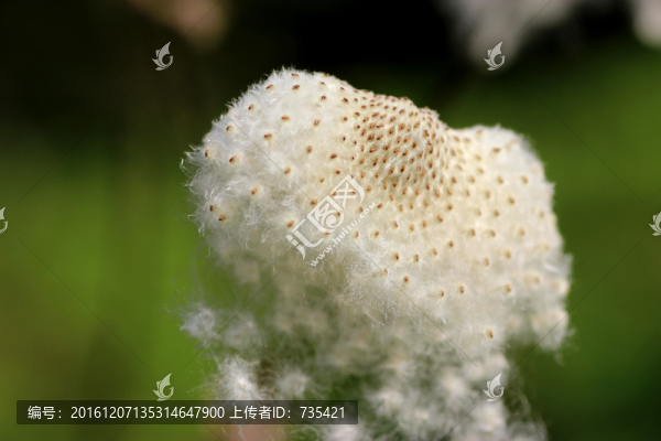 野花種子