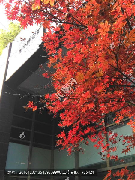 紅葉