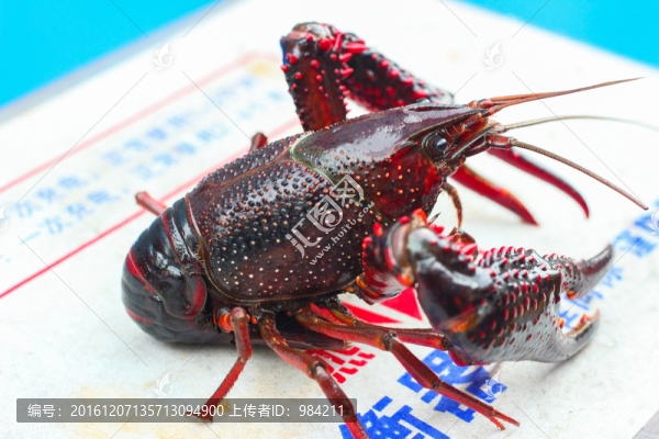 小龍蝦