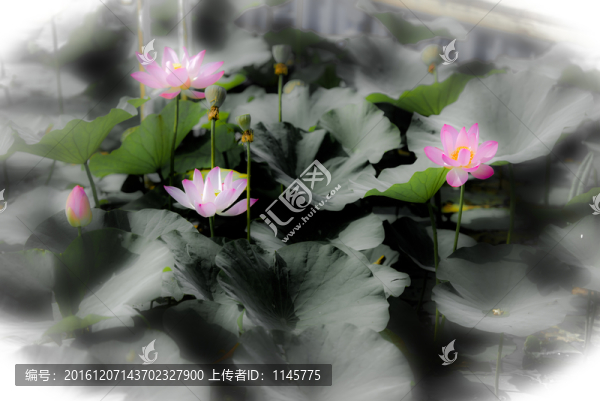 水墨荷花