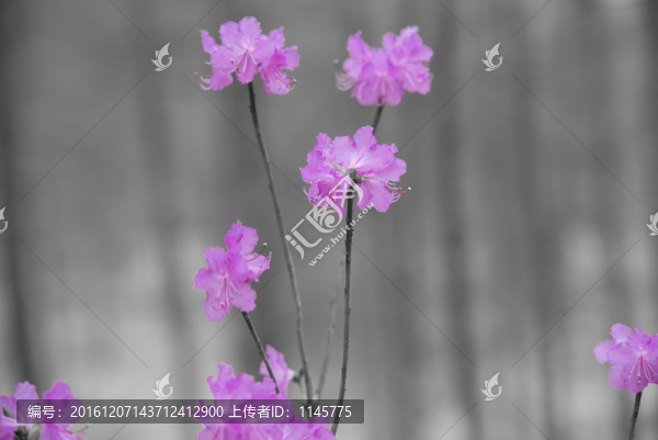 杜鵑花