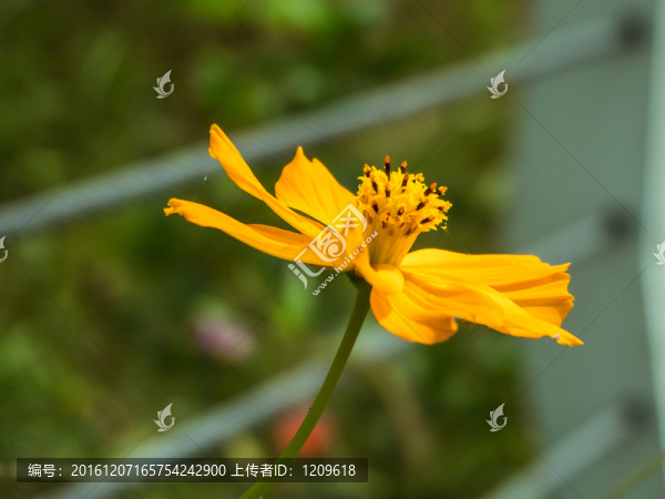 黃色野花