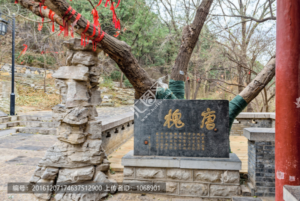 唐槐