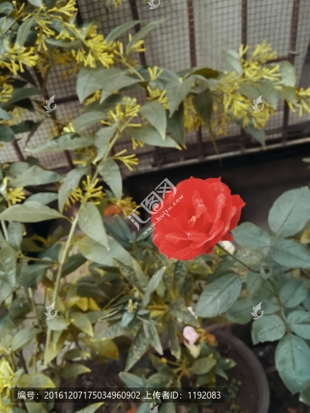角落偷偷精彩的玫瑰花朵