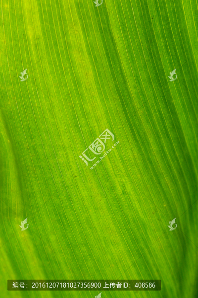 綠葉條紋背景