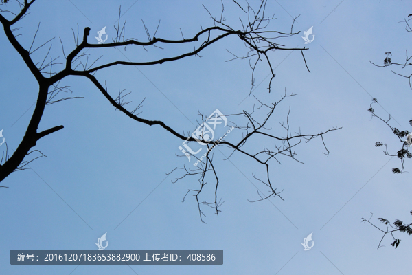 藍(lán)天樹(shù)枝素材