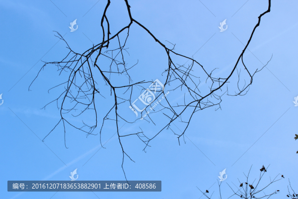 藍(lán)天樹枝素材
