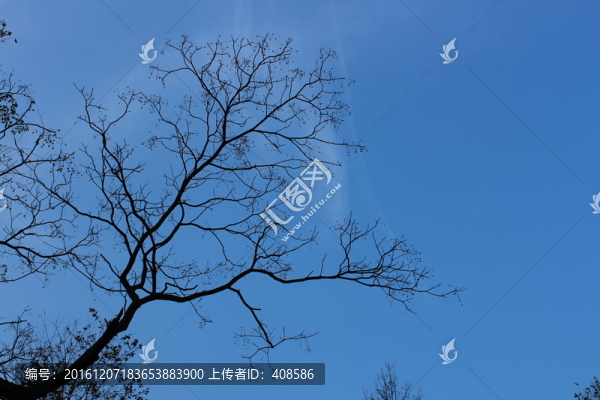 藍(lán)天樹枝素材