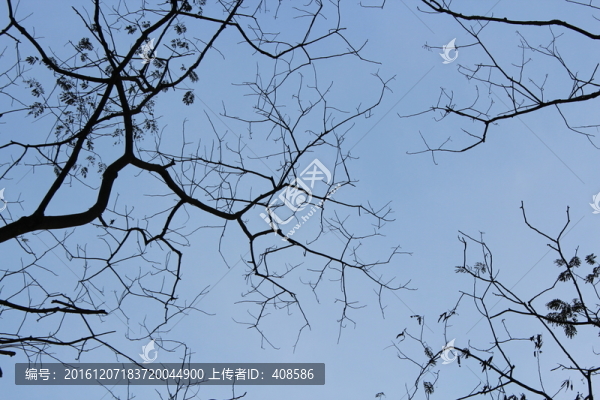 藍天樹枝素材