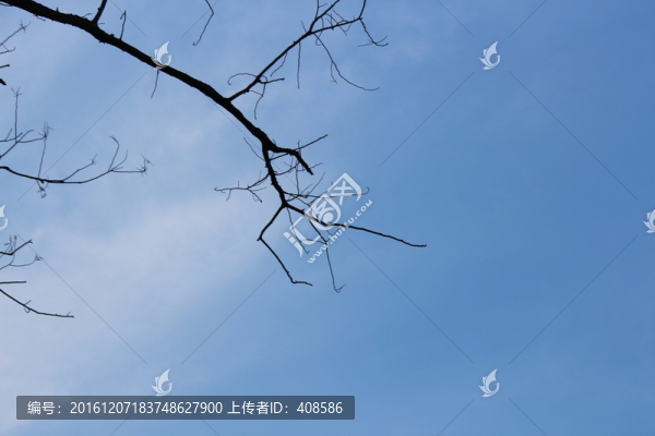 藍天樹枝素材