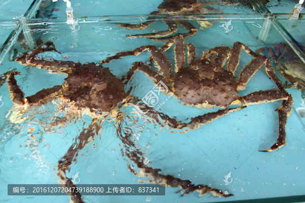 帝王蟹