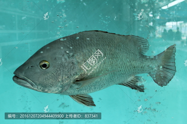 海鮮魚
