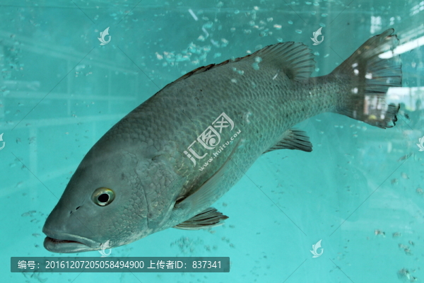 海鮮魚(yú)