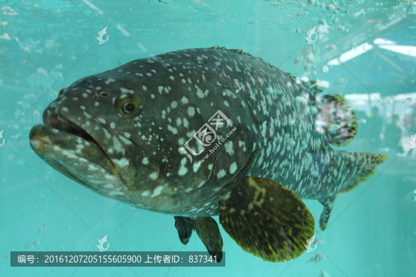 石斑魚