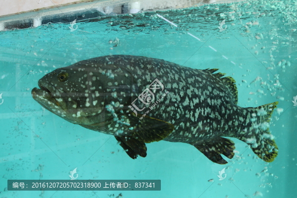 星斑魚