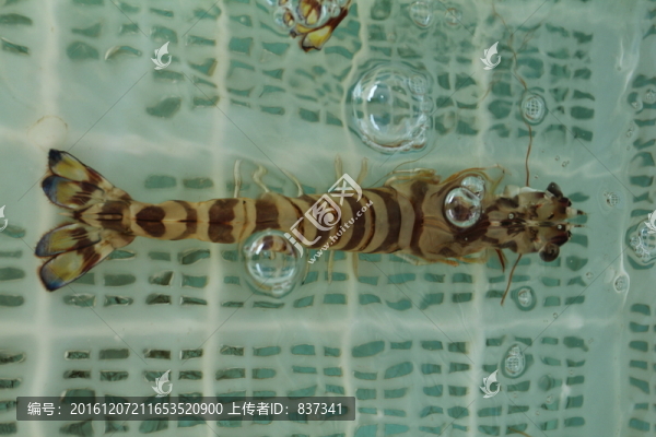 花蝦