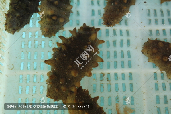 活海參