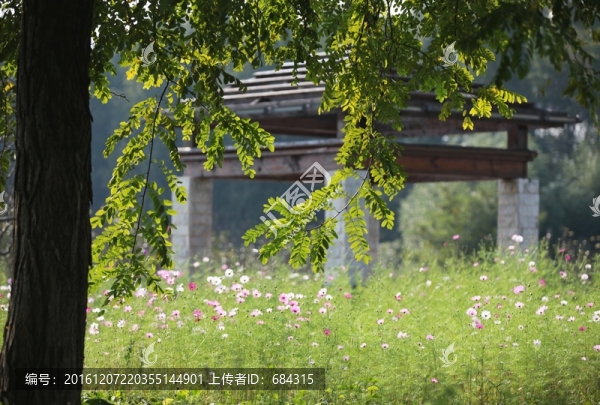 樹(shù)林下的波斯菊