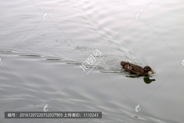 落單野鴨