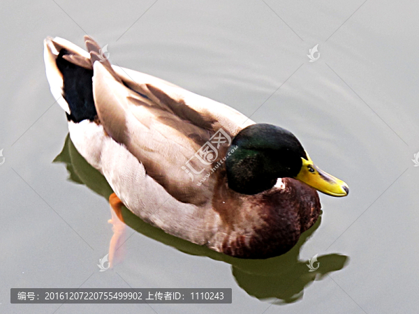 綠頭鴨
