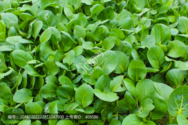 青菜,青菜地