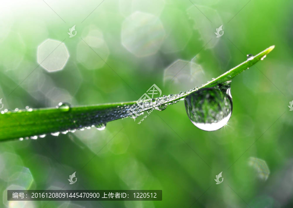 露近