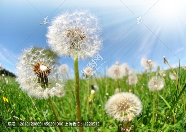 蒲公英