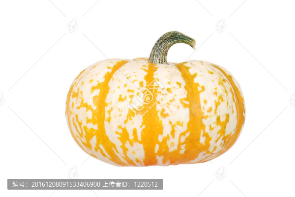 橙白南瓜