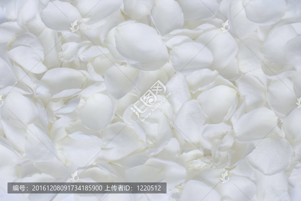 白色玫瑰花瓣紋理