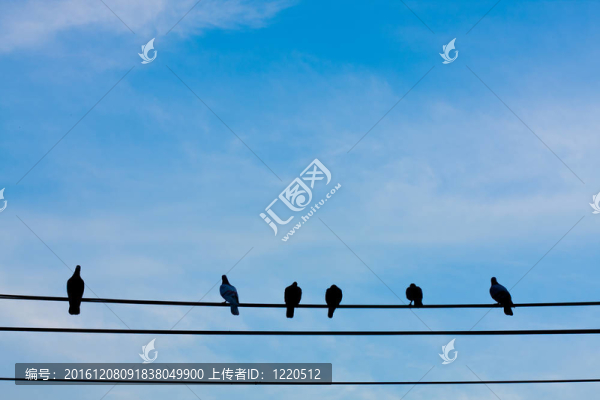 電線(xiàn)上的鳥(niǎo)。