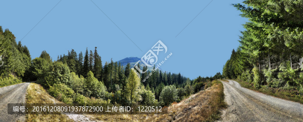 樹林中的兩條土路全景