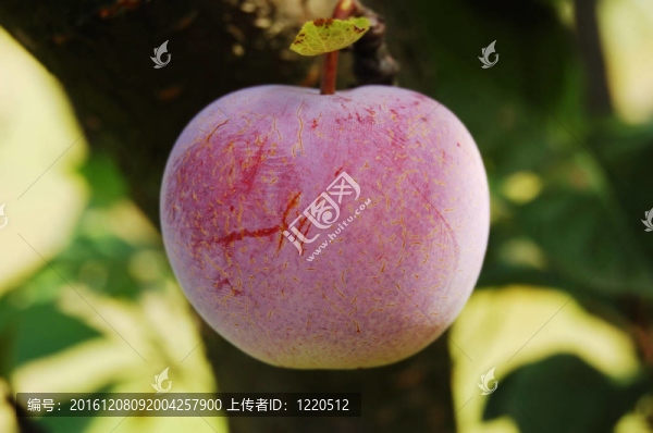 成熟的李子