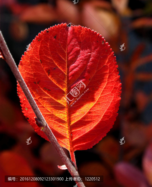 紅色的秋葉
