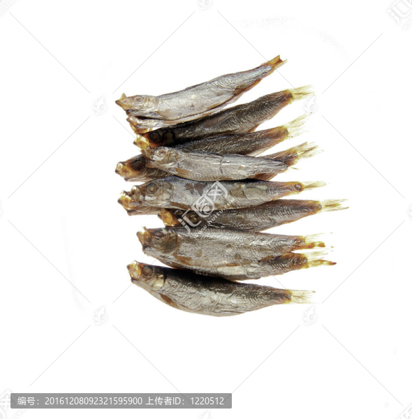 鯡魚