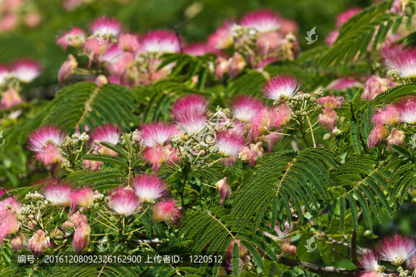 合歡花