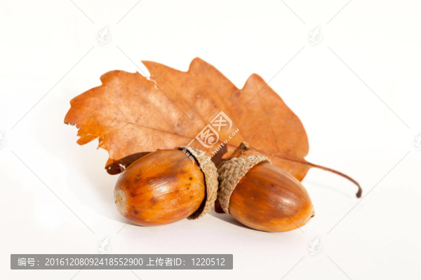 橡樹葉和橡子