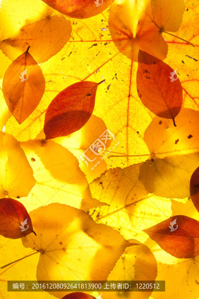 黃紅葉