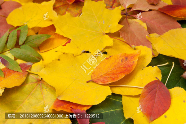 黃紅葉