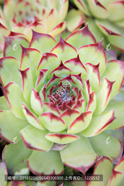 菊芋花