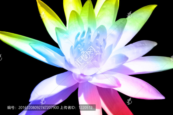 神圣的花